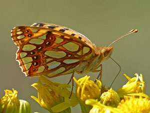 Queen of Spain Fritillary - Issoria lathonia © John Muddeman